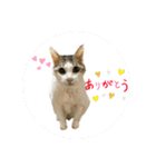 みるく師匠（個別スタンプ：9）