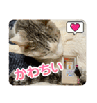 みるく師匠（個別スタンプ：15）