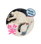 みるく師匠（個別スタンプ：16）