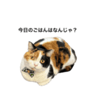 三毛ねこ「うなちゃん」のご飯（個別スタンプ：1）