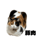 三毛ねこ「うなちゃん」のご飯（個別スタンプ：2）