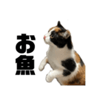 三毛ねこ「うなちゃん」のご飯（個別スタンプ：5）