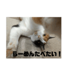 三毛ねこ「うなちゃん」のご飯（個別スタンプ：8）