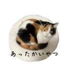 三毛ねこ「うなちゃん」のご飯（個別スタンプ：10）
