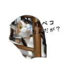 三毛ねこ「うなちゃん」のご飯（個別スタンプ：23）