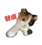 三毛ねこ「うなちゃん」のご飯（個別スタンプ：25）