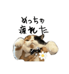三毛ねこ「うなちゃん」のご飯（個別スタンプ：31）