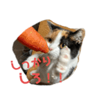 三毛ねこ「うなちゃん」のご飯（個別スタンプ：32）
