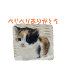 三毛ねこ「うなちゃん」のご飯（個別スタンプ：39）