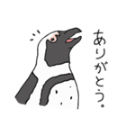 ケープペンギンといっしょ（個別スタンプ：1）