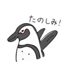 ケープペンギンといっしょ（個別スタンプ：5）
