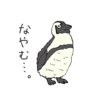 ケープペンギンといっしょ（個別スタンプ：7）