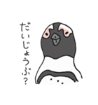 ケープペンギンといっしょ（個別スタンプ：10）