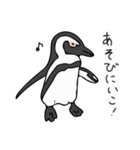 ケープペンギンといっしょ（個別スタンプ：13）
