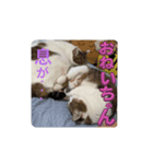 私の忘備録②（個別スタンプ：2）