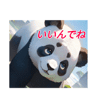 津軽弁のパンダ兄さん（個別スタンプ：1）