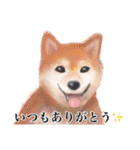 ワライーヌ（個別スタンプ：27）
