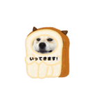 げんちゃんは今日もスイーツたべる（個別スタンプ：1）