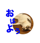畑ぽんたのスタンプ（個別スタンプ：1）