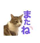 畑ぽんたのスタンプ（個別スタンプ：3）