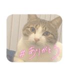 畑ぽんたのスタンプ（個別スタンプ：5）