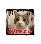 畑ぽんたのスタンプ（個別スタンプ：6）