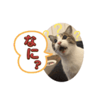 畑ぽんたのスタンプ（個別スタンプ：10）
