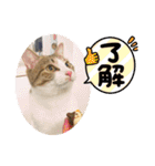 畑ぽんたのスタンプ（個別スタンプ：12）