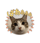 畑ぽんたのスタンプ（個別スタンプ：26）