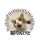 畑ぽんたのスタンプ（個別スタンプ：31）