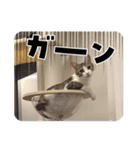 畑ぽんたのスタンプ（個別スタンプ：36）