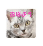 吾輩も猫である（個別スタンプ：1）