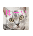吾輩も猫である（個別スタンプ：3）