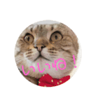吾輩も猫である（個別スタンプ：4）