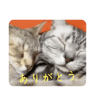 吾輩も猫である（個別スタンプ：5）