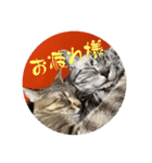 吾輩も猫である（個別スタンプ：6）