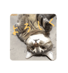 吾輩も猫である（個別スタンプ：7）