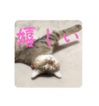吾輩も猫である（個別スタンプ：8）