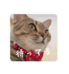 吾輩も猫である（個別スタンプ：9）