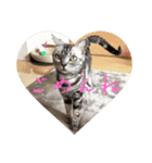 吾輩も猫である（個別スタンプ：10）