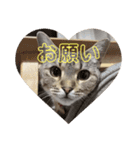 吾輩も猫である（個別スタンプ：11）