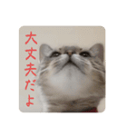 吾輩も猫である（個別スタンプ：12）