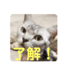 吾輩も猫である（個別スタンプ：13）