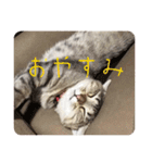 吾輩も猫である（個別スタンプ：14）