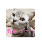 吾輩も猫である（個別スタンプ：15）