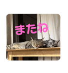 吾輩も猫である（個別スタンプ：16）