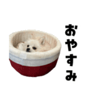 もふもふ！もふちゃん（個別スタンプ：2）