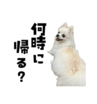 もふもふ！もふちゃん（個別スタンプ：4）
