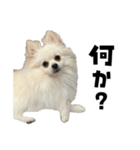 もふもふ！もふちゃん（個別スタンプ：9）