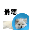 もふもふ！もふちゃん（個別スタンプ：11）